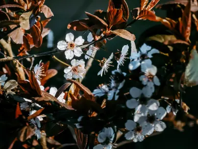 Kineko Kazino Mobilā lietotne